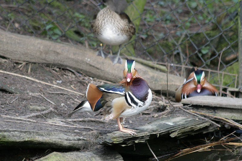 Fotoclubje Blijdorp 2008-129.jpg